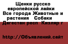 Щенки русско европейской лайки - Все города Животные и растения » Собаки   . Дагестан респ.,Кизляр г.